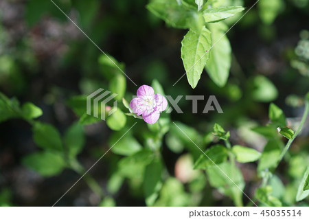 紅花晚上化妝Yuugesho花語是“膽小” 45035514