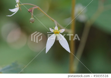 Yukinoshita Flower language is "deep affection" 45035516