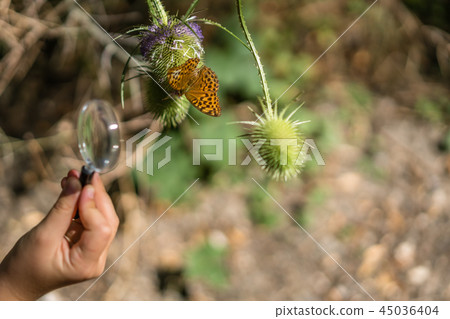 Child watching butterfly through magnifying glass 45036404