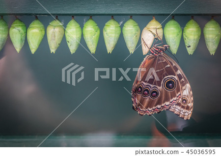 Peleides morpho butterfly and cocoons 45036595