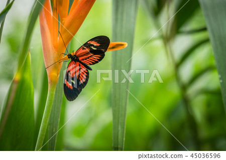 Black and red tropical postman butterfly 45036596