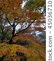 Autumn leaves 45036710