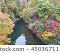Autumn leaves 45036711