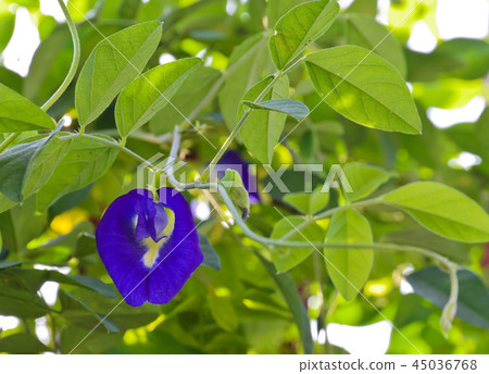 Butterfly-pea flower Butterfly-pea flower 45036768