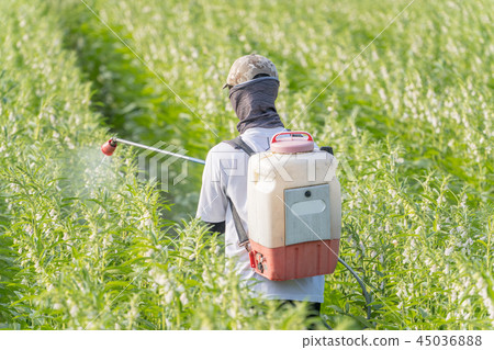  Young farmer sprinkle pesticides pests and diseases sesame field spraying pesticides 45036888