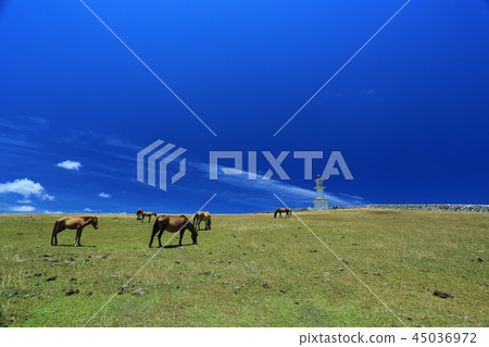 Higashizaki lighthouse and Yonaguna horse of Yonagunijima 45036972