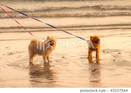 Two intercourse dogs are walking on the beach 45037844