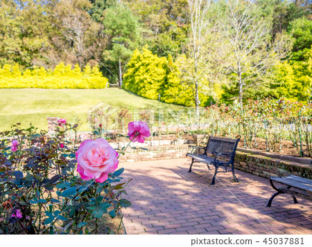 [Shizuoka Prefecture Izu City] Pink roses blooming in the park [Shuzenji Niji no Sato] 45037881