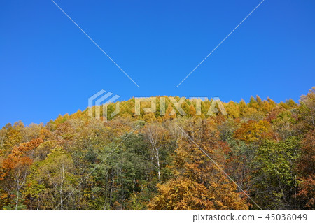 Fresh autumn image Larch of the Norikura plateau and yellow leaves of mixed forest Azumi Matsumoto City Fresh autumn image Larch of the Norikura plateau and yellow leaves of mixed forest Azumi Matsumoto City 45038049