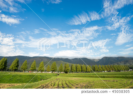 Metasequoia tree trees and rice fields Makino Metasequoia tree trees and rice fields Makino 45038305