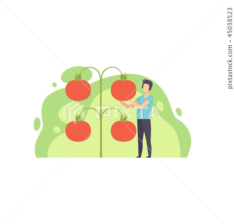 Young man standing next to giant growing tomatoes vector Illustration on a white background Young man standing next to giant growing tomatoes vector Illustration on a white background 45038523