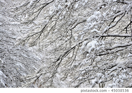 Winter tree 45038536