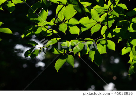 照片被採取硬木分支的幾片葉子，照亮由陽光在一個昏暗地被點燃的森林裡 45038936