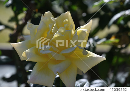 Rose (Tianjin maiden) 45039262