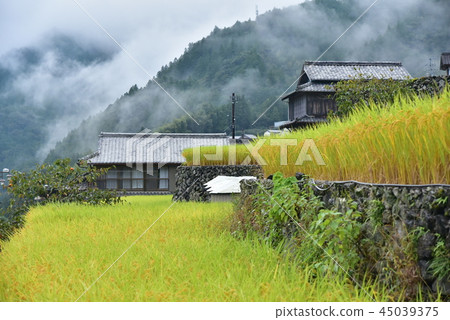 Rice terraces in Niyodogawa mayor, Kochi Prefecture 45039375