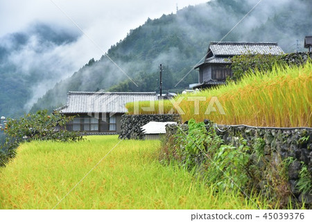 Rice terraces in Niyodogawa mayor, Kochi Prefecture 45039376