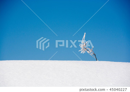 死的草和藍天在多雪的領域 死的草和藍天在多雪的領域 45040227