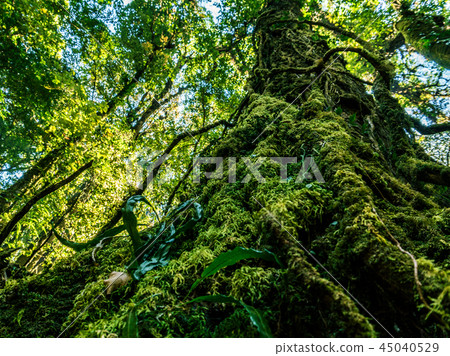 Ooutdoor image of gigantic roots of an old tree, covered with moss, mysterious Highlands forest 45040529