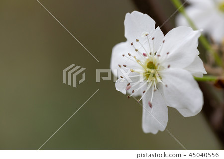 梨花 梨花 45040556