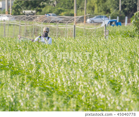 Young farmer sprinkle pesticides pests and diseases sesame field spraying pesticides 45040778