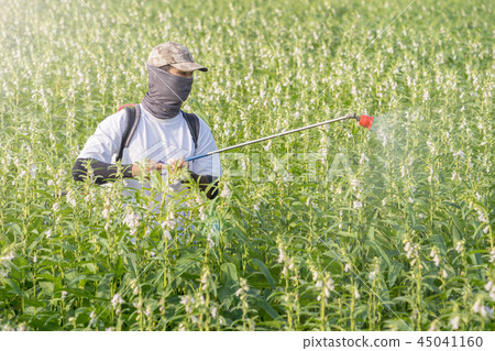  Young farmer sprinkle pesticides pests and diseases sesame field spraying pesticides 45041160