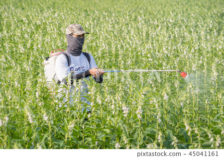 年輕 農夫 灑農藥 病蟲害 芝麻田 spraying pesticides 農薬を散布し 年輕 農夫 灑農藥 病蟲害 芝麻田 spraying pesticides 農薬を散布し 45041161