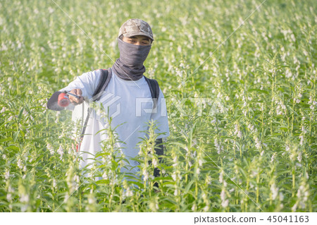  Young farmer sprinkle pesticides pests and diseases sesame field spraying pesticides 45041163