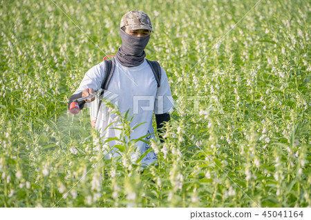  Young farmer sprinkle pesticides pests and diseases sesame field spraying pesticides 45041164