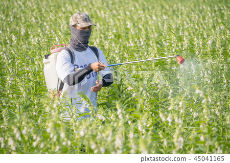  Young farmer sprinkle pesticides pests and diseases sesame field spraying pesticides 45041165