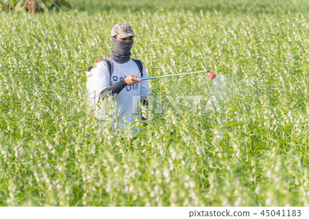  Young farmer sprinkle pesticides pests and diseases sesame field spraying pesticides 45041183