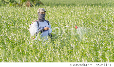  Young farmer sprinkle pesticides pests and diseases sesame field spraying pesticides 45041184