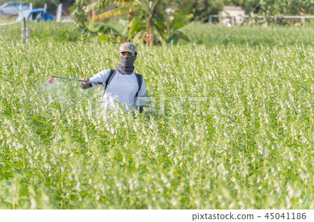  Young farmer sprinkle pesticides pests and diseases sesame field spraying pesticides 45041186