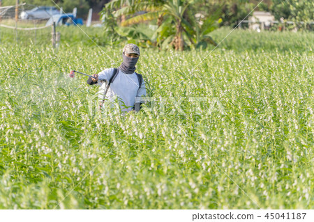  Young farmer sprinkle pesticides pests and diseases sesame field spraying pesticides 45041187