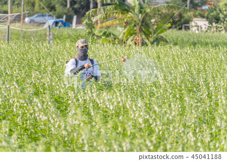 年輕 農夫 灑農藥 病蟲害 芝麻田 spraying pesticides 農薬を散布し 45041188
