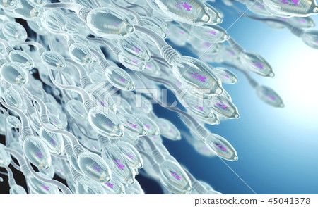 Sperm cells or spermatozoon moving to the right 45041378