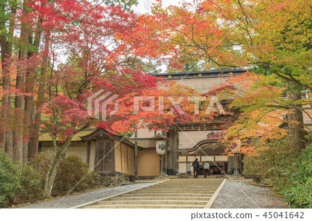 高山秋葉 45041642