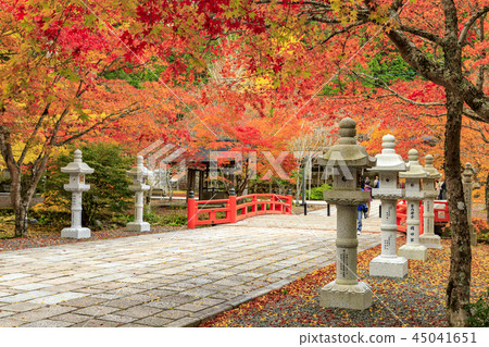 Koyasan autumn leaves 45041651