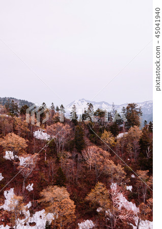 Snow mountain and alpine tree on Tateyama Kurobe 45041940