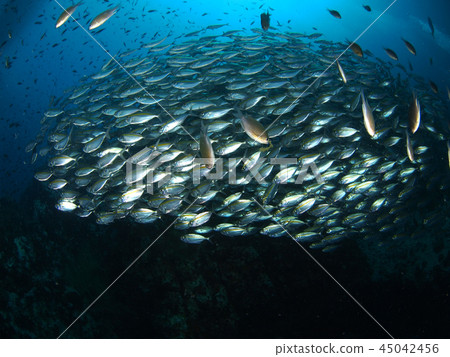 Herd of Oxeye Scud @ Tao Island Herd of Oxeye Scud @ Tao Island 45042456