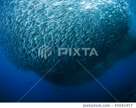 Herd of Oxeye Scud @ Tao Island Herd of Oxeye Scud @ Tao Island 45042457