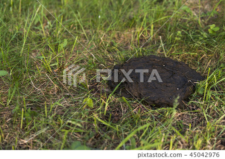 Dirty and smelly cow shit in the grass. Cow manure. 45042976