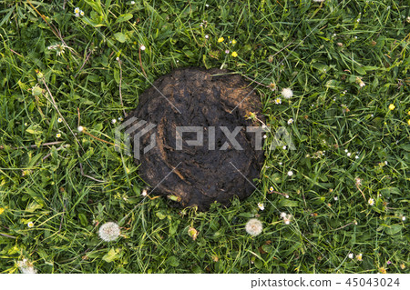 Dirty and smelly cow shit in the grass. Cow manure. 45043024