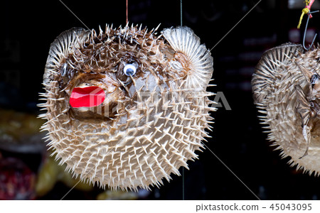 Taxidermic balloon fish for sale. Taxidermic balloon fish for sale. 45043095