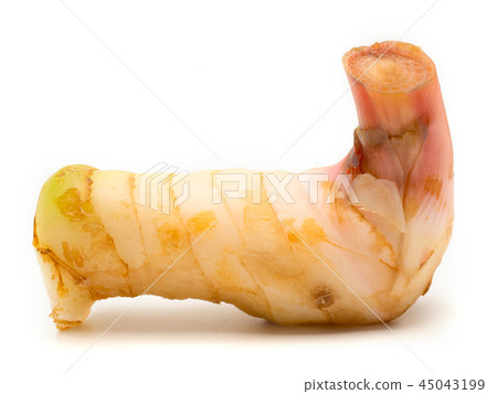 (Close Up) Greater galangal. 45043199