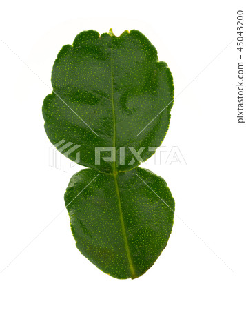 Kaffir lime leaf. 45043200