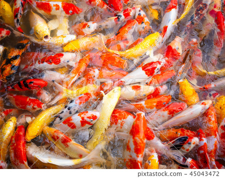 Fancy carp or Koi fish. Fancy carp or Koi fish. 45043472