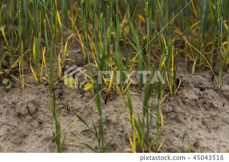 Green sprouting rye growing from the soil agricultural field in spring. Green sprouting rye growing from the soil agricultural field in spring. 45043518