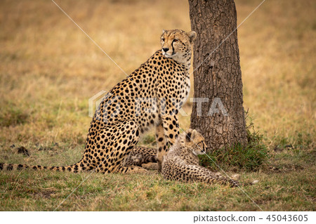 Cheetah sits with her cub by tree 45043605