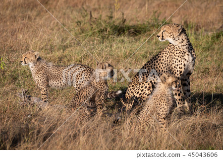 Cheetah sits with three cubs in grass 45043606