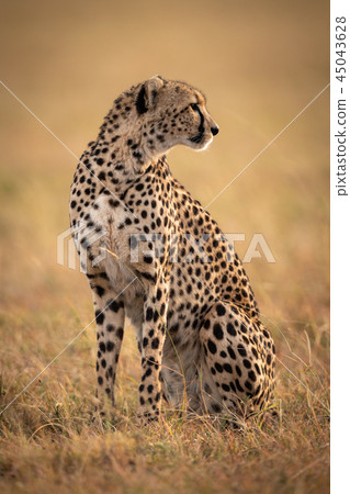 Cheetah sitting in grassy plain looking back 45043628